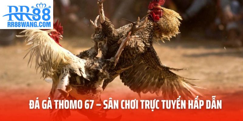 Ảnh đại diện Đá Gà Thomo 67